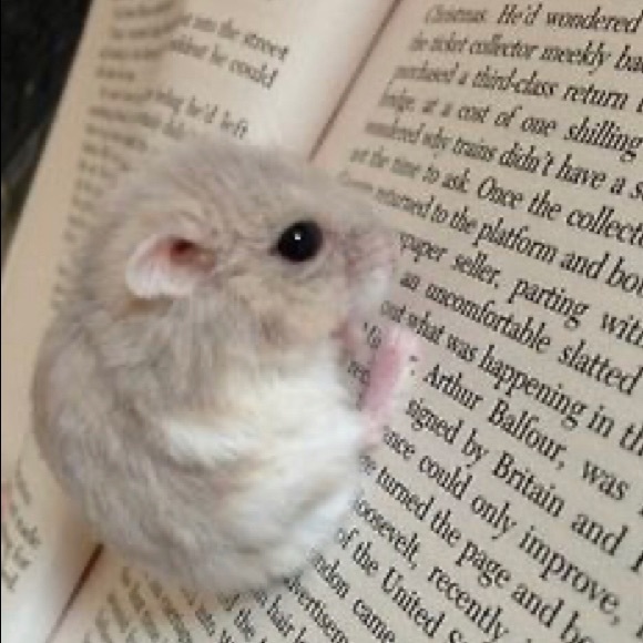 Meet your Posher, Grace - Picture 1 of 1